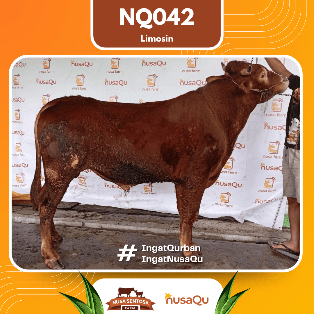 Sapi Limosin NQ042 2026 Bobot 675Kg