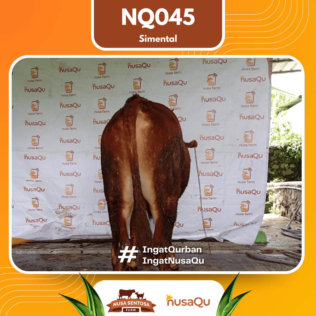 Sapi Limosin NQ042 2026 Bobot 675Kg foto 2