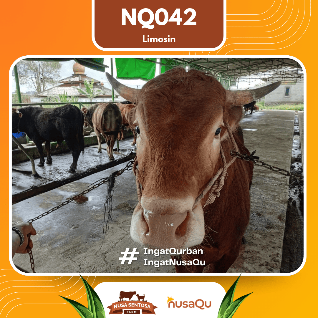 Sapi Limosin NQ042 2026 Bobot 675Kg foto 3