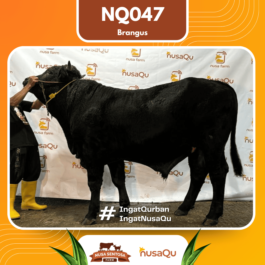 Sapi Brangus NQ047 2026 Bobot 700Kg