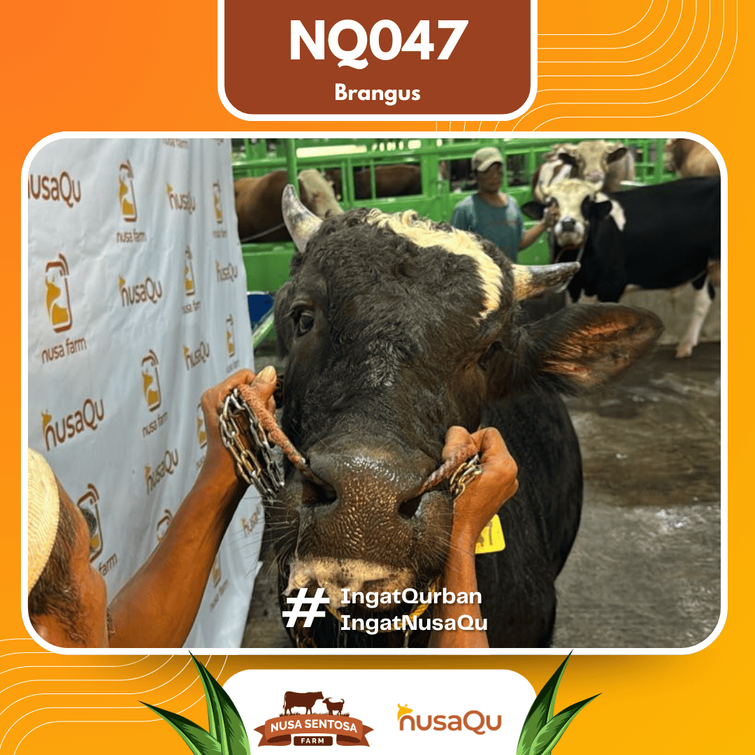 Sapi Brangus NQ047 2026 Bobot 700Kg foto 2