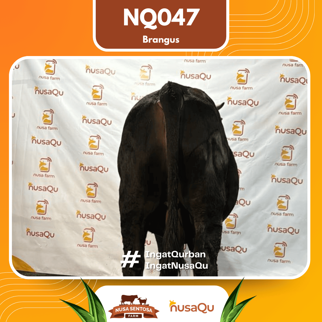 Sapi Brangus NQ047 2026 Bobot 700Kg foto 3