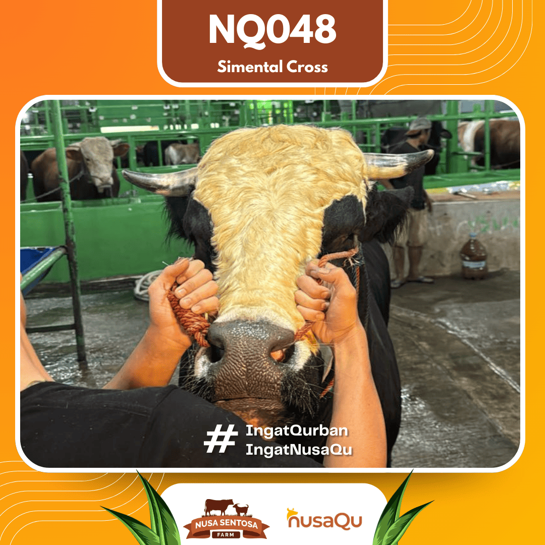Sapi Simental Cross NQ048 2026 Bobot 875Kg foto 2
