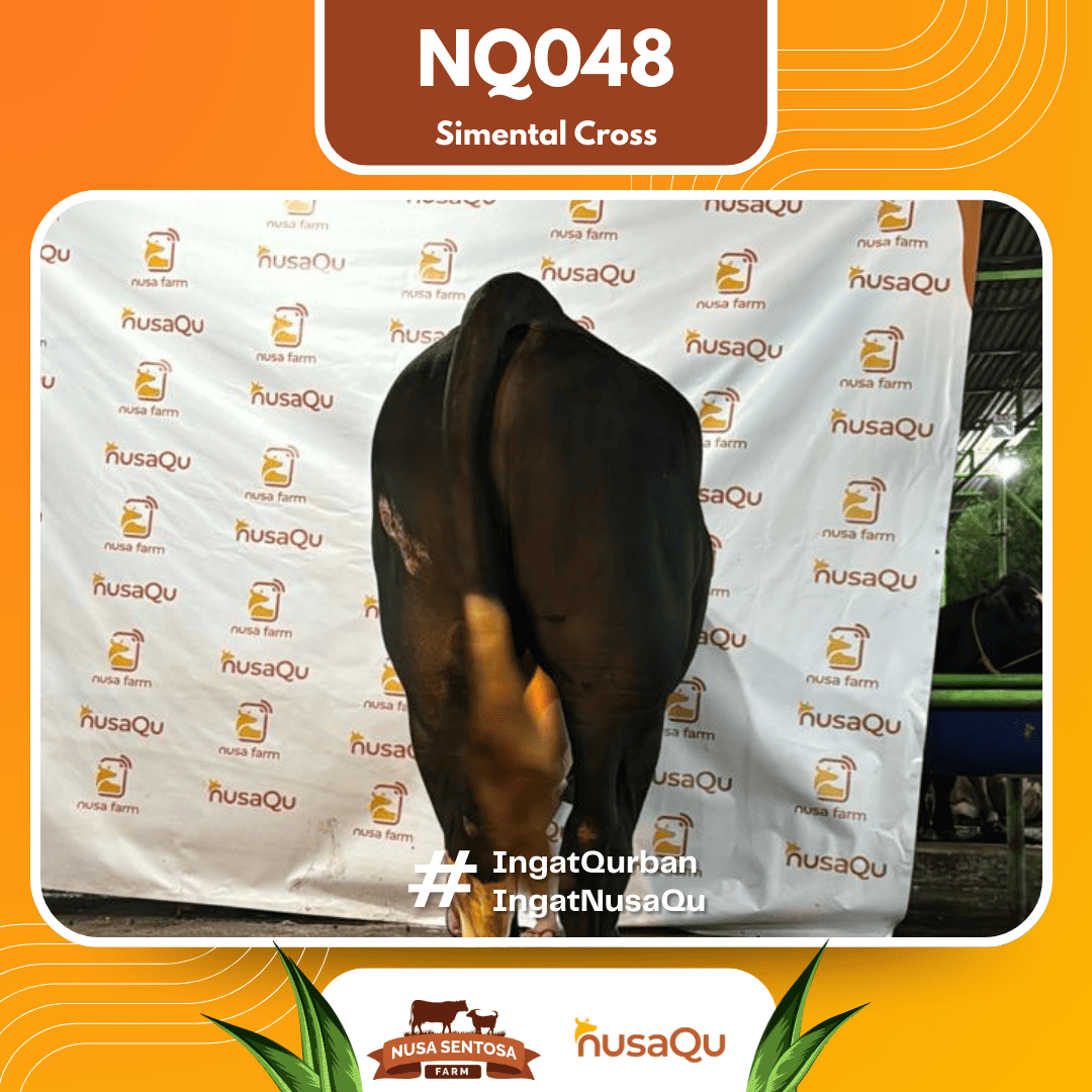 Sapi Simental Cross NQ048 2026 Bobot 875Kg foto 3