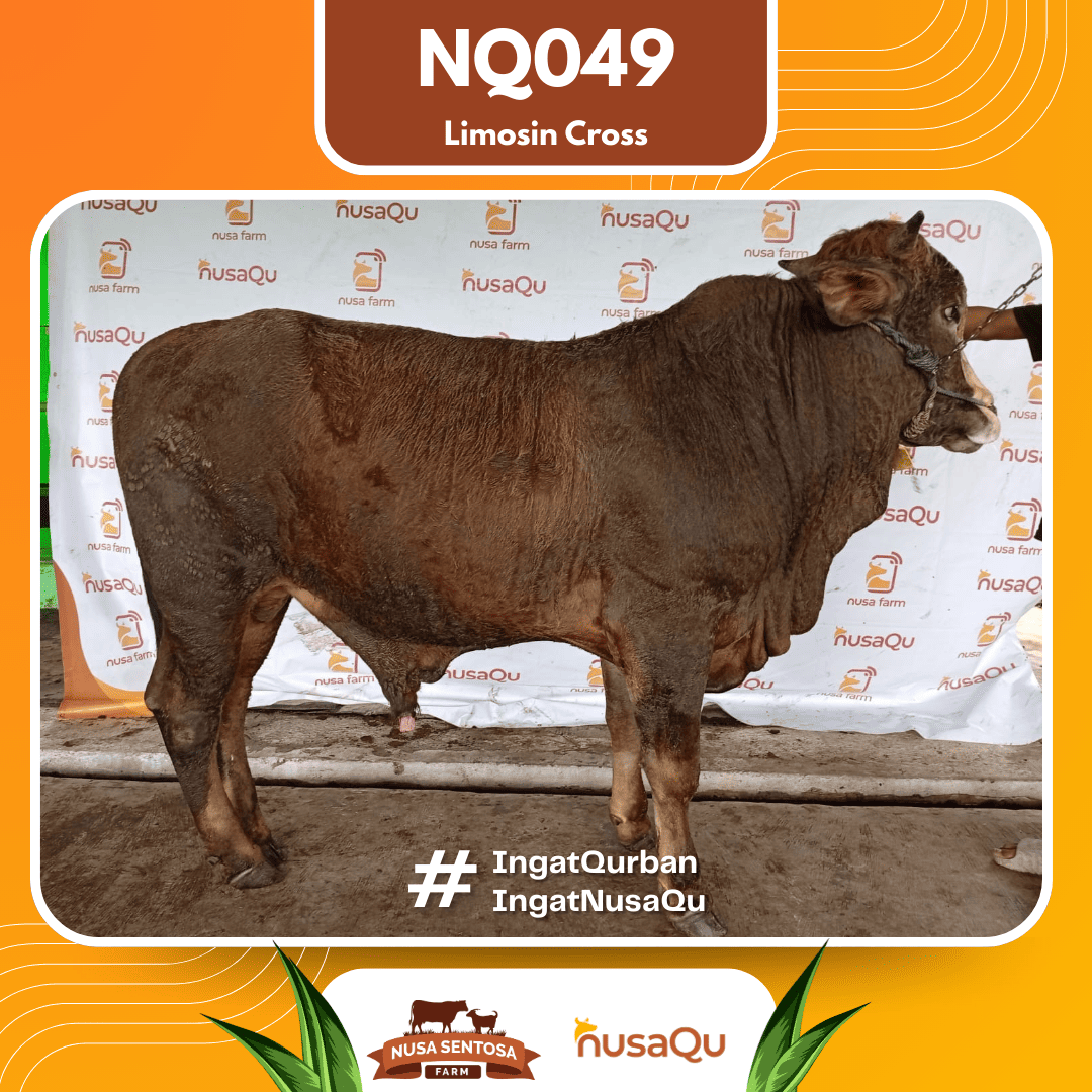 Sapi Limosin Cross NQ049 2026 Bobot 625Kg