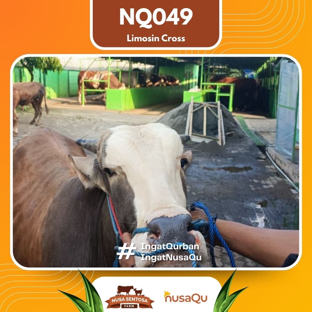 Sapi Limosin Cross NQ049 2026 Bobot 625Kg foto 2