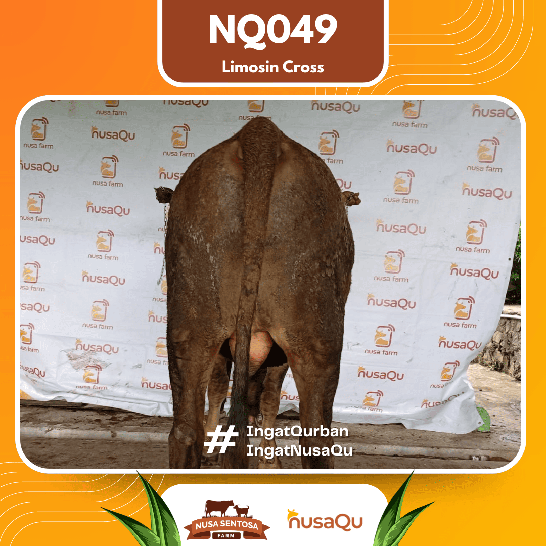 Sapi Limosin Cross NQ049 2026 Bobot 625Kg foto 3