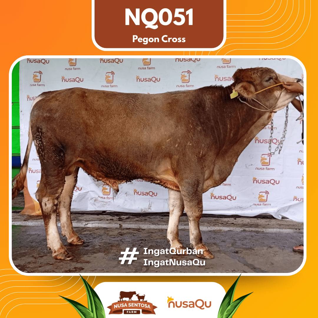 Sapi Simental Cross NQ051 2026 Bobot 625Kg