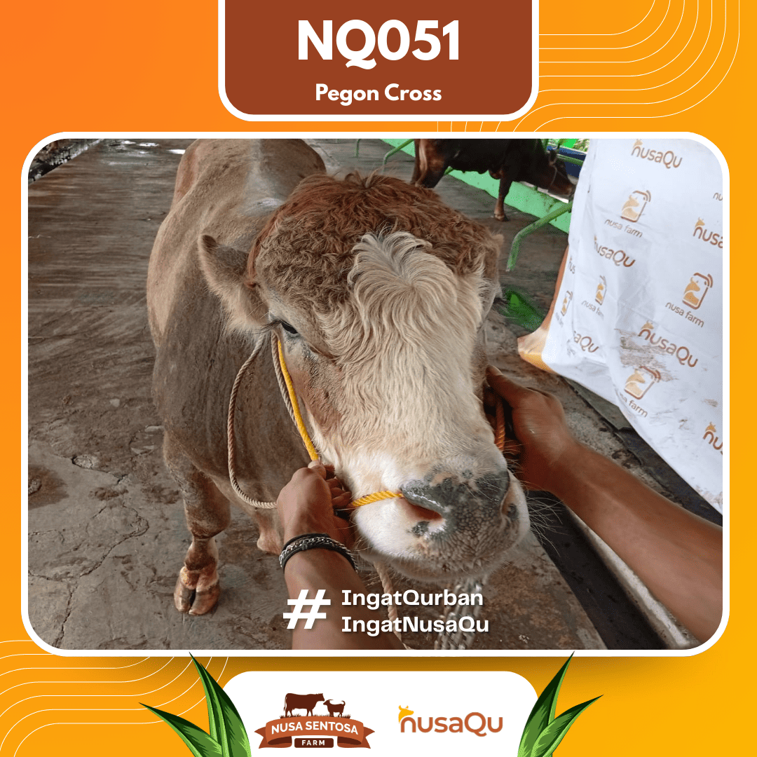 Sapi Simental Cross NQ051 2026 Bobot 625Kg foto 2