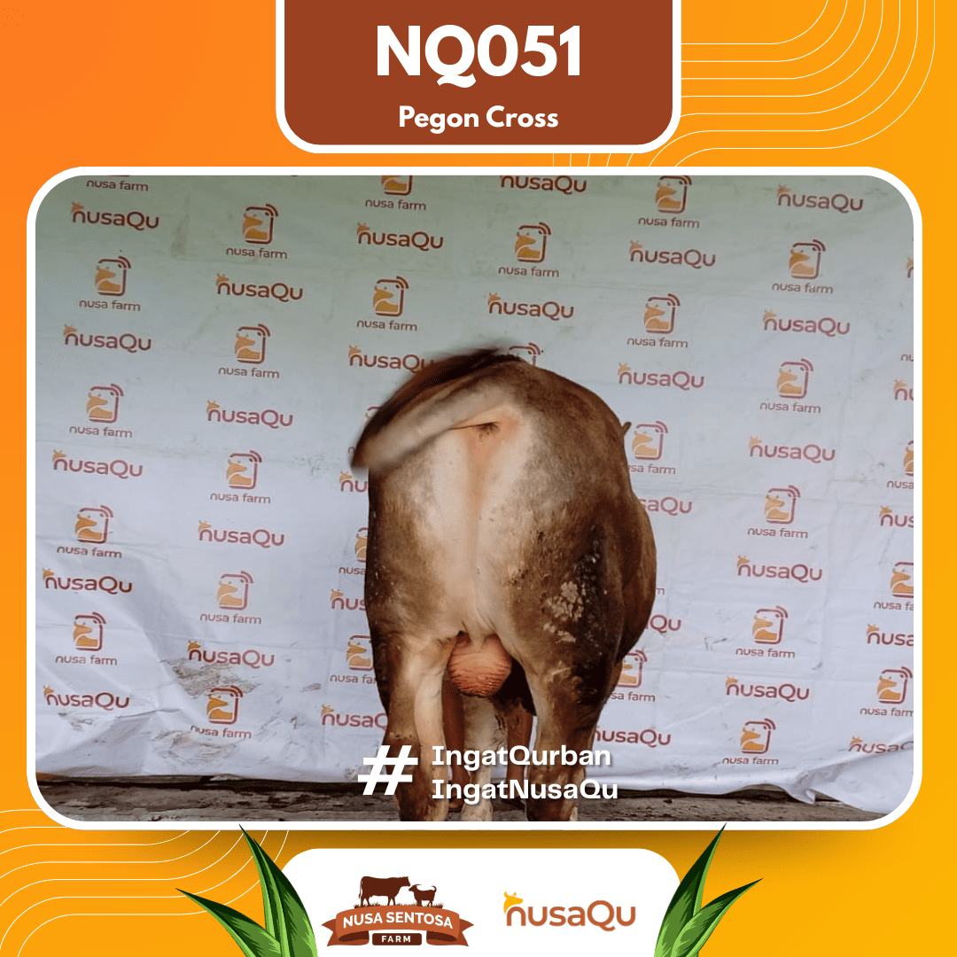 Sapi Simental Cross NQ051 2026 Bobot 625Kg foto 3