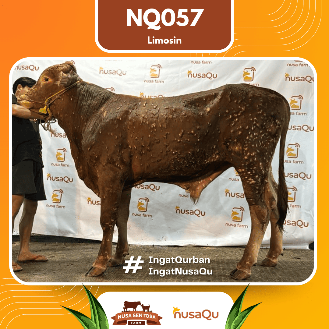 Sapi Limosin NQ057 2026 Bobot 650Kg