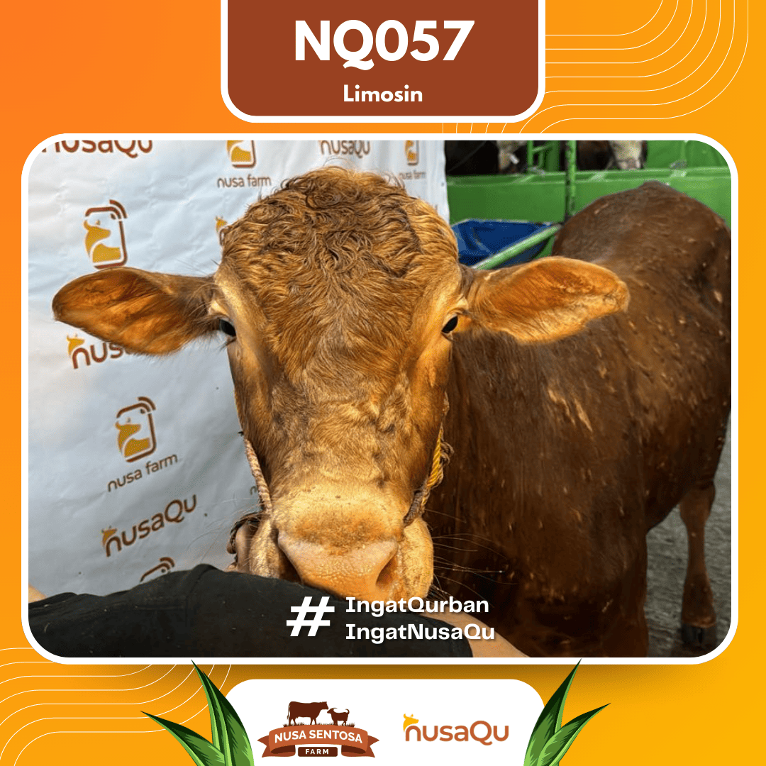 Sapi Limosin NQ057 2026 Bobot 650Kg foto 2