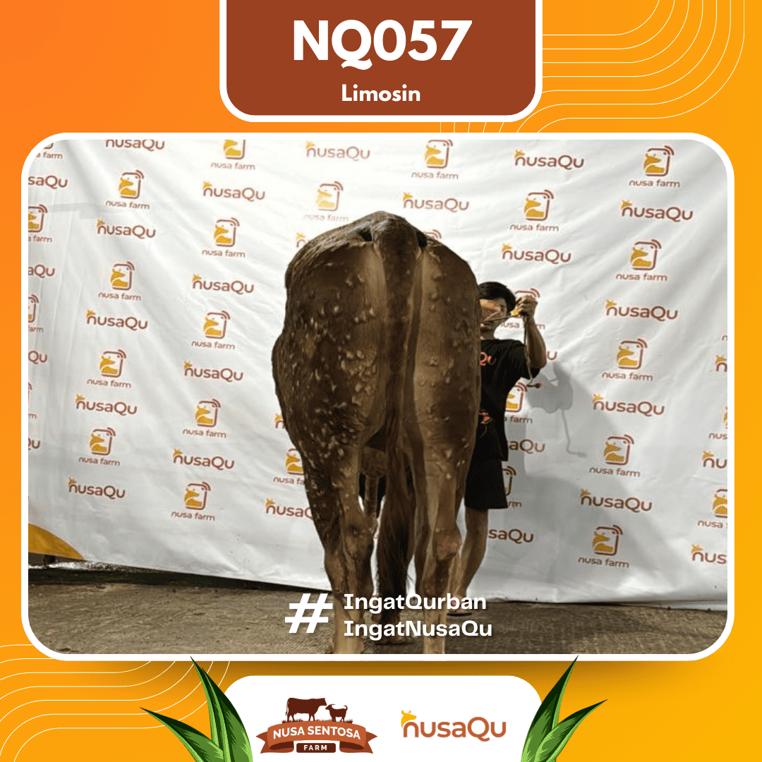 Sapi Limosin NQ057 2026 Bobot 650Kg foto 3