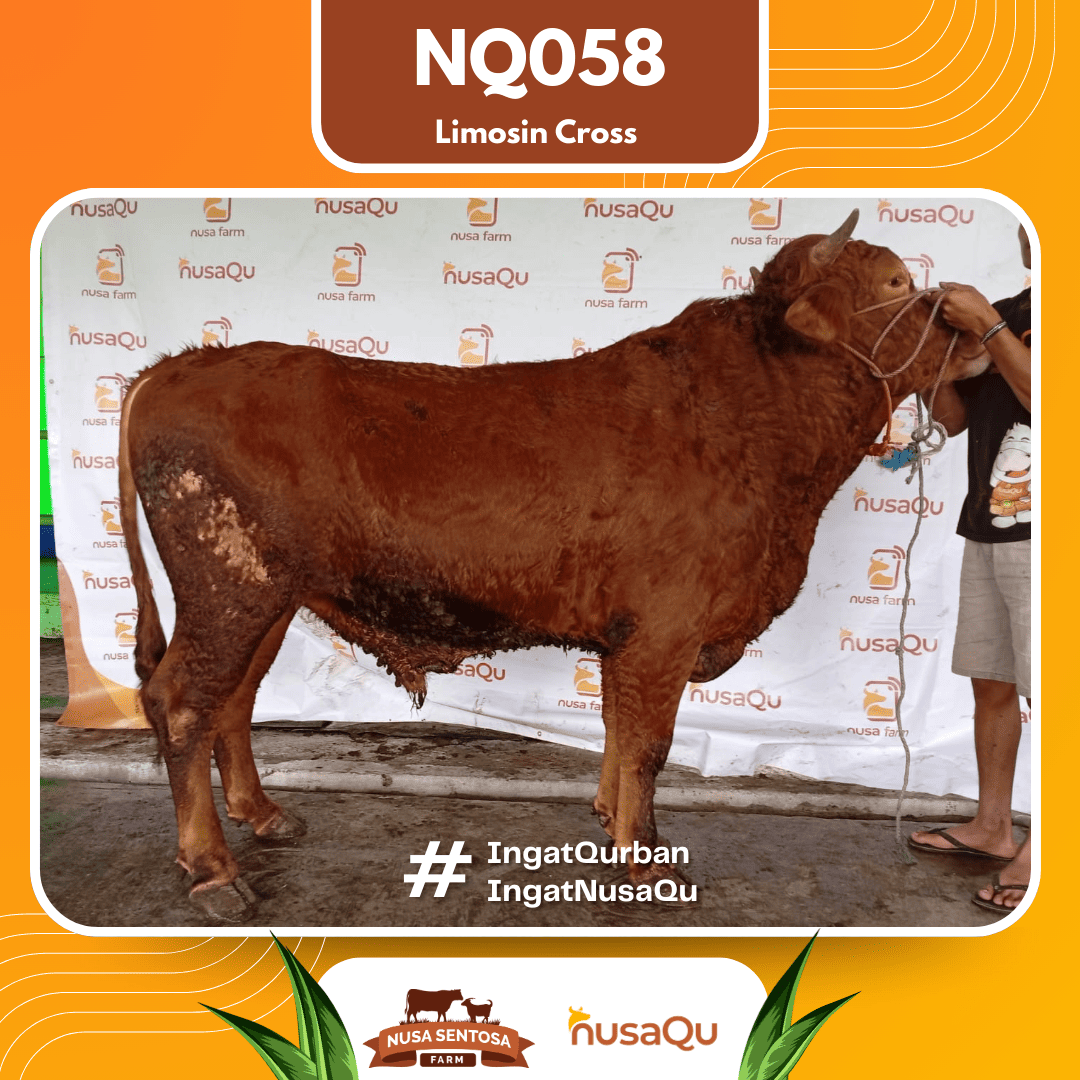 Sapi Limosin Cross NQ058 2026 Bobot 650Kg