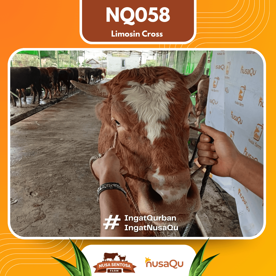 Sapi Limosin Cross NQ058 2026 Bobot 650Kg foto 2