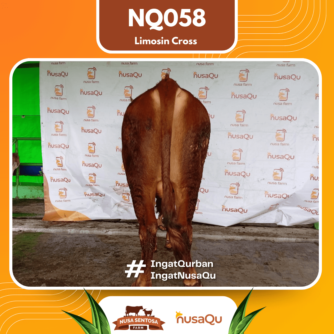 Sapi Limosin Cross NQ058 2026 Bobot 650Kg foto 3