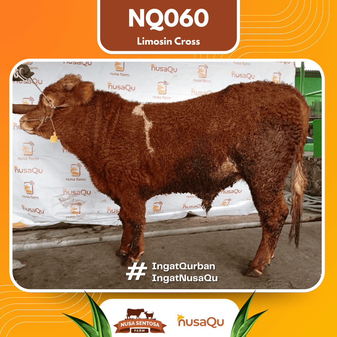 Sapi Limosin Cross NQ060 2026 Bobot 575Kg