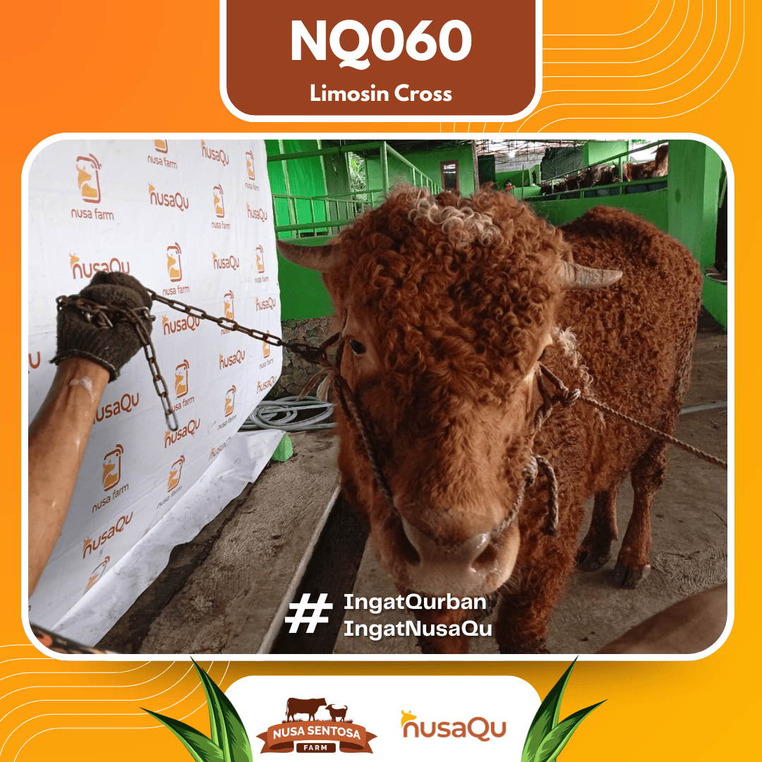 Sapi Limosin Cross NQ060 2026 Bobot 575Kg foto 2