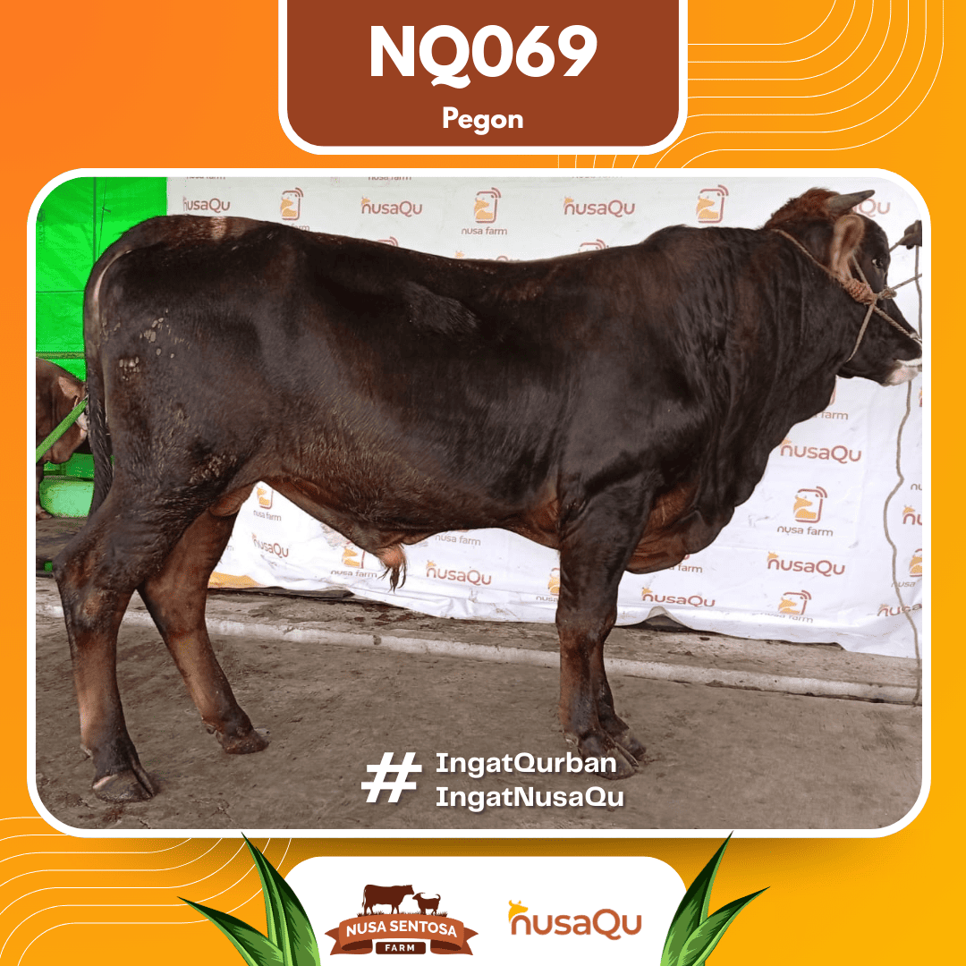Sapi Pegon NQ069 2026 Bobot 625Kg