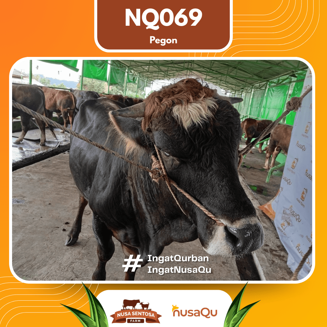 Sapi Pegon NQ069 2026 Bobot 625Kg foto 2
