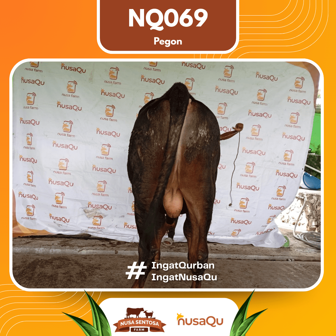 Sapi Pegon NQ069 2026 Bobot 625Kg foto 3