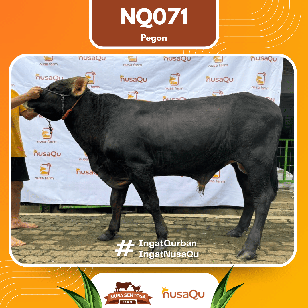 Sapi Pegon NQ071 2026 Bobot 525Kg