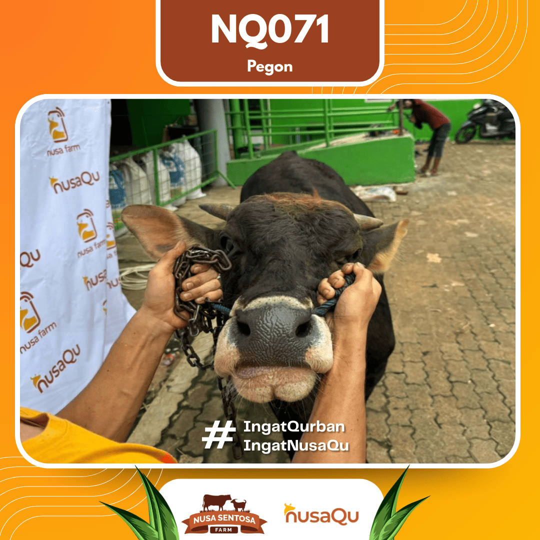 Sapi Pegon NQ071 2026 Bobot 525Kg foto 2