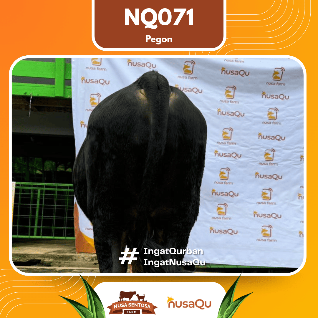 Sapi Pegon NQ071 2026 Bobot 525Kg foto 3