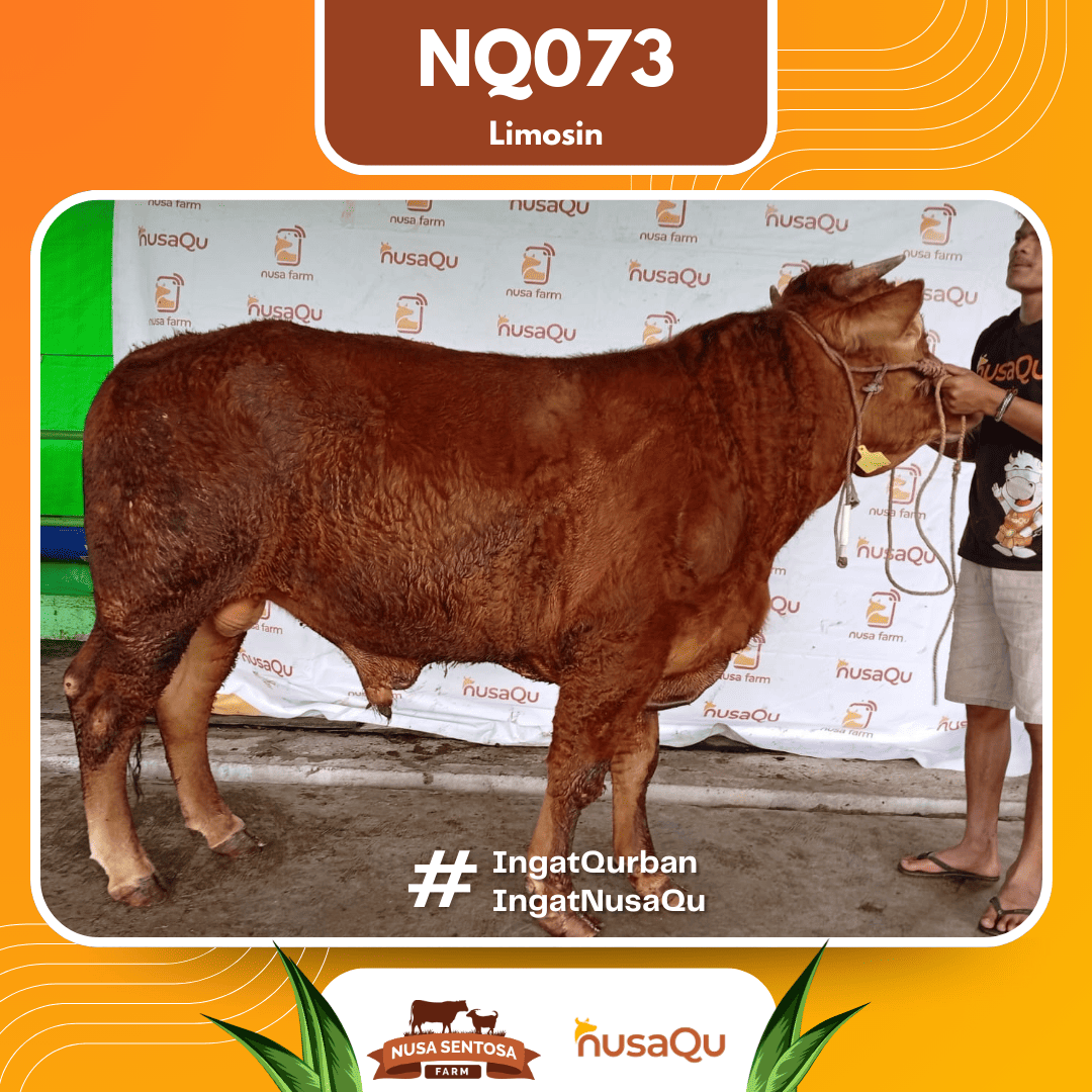 Sapi Limosin NQ073 2026 Bobot 625Kg