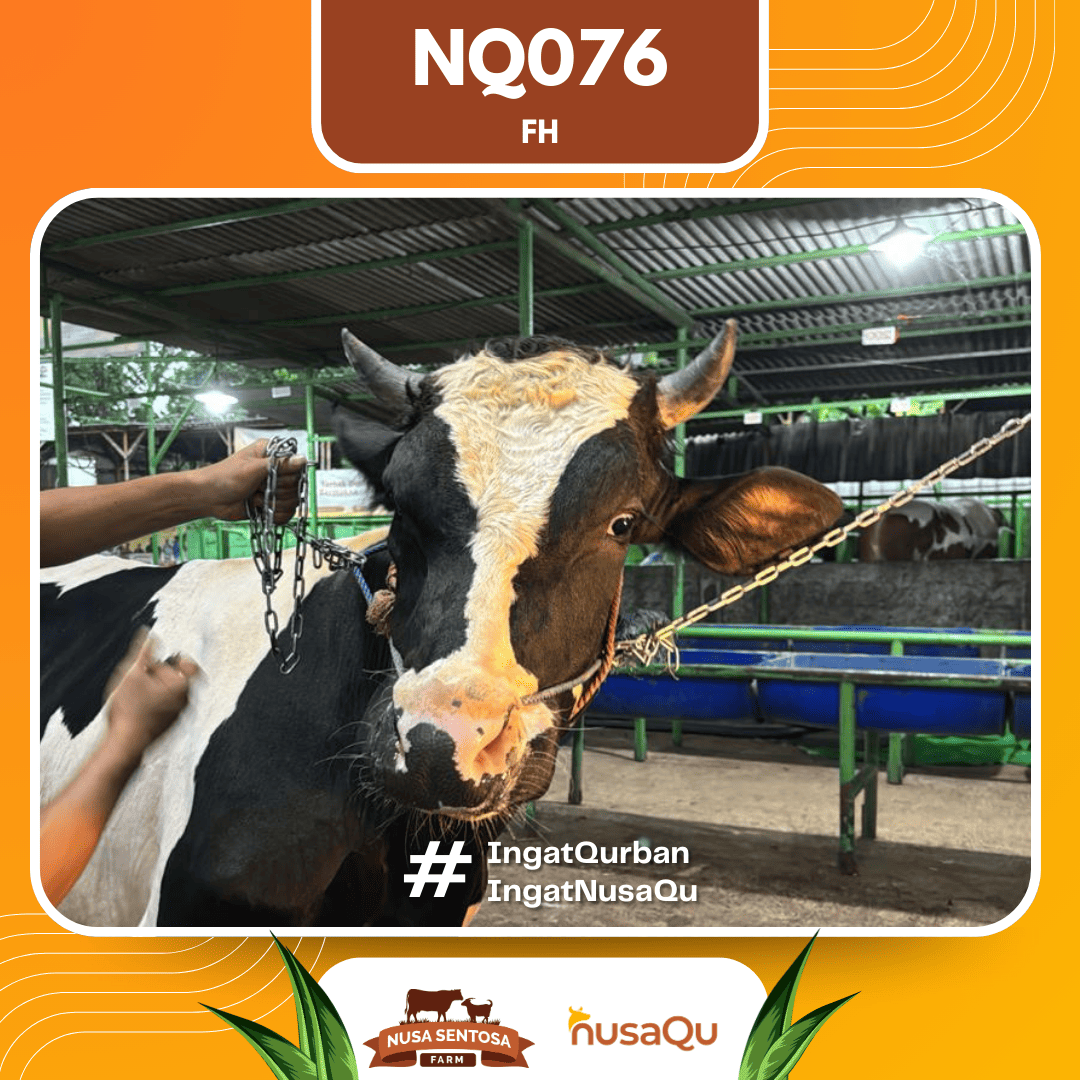 Sapi FH NQ076 2026 Bobot 625Kg foto 2