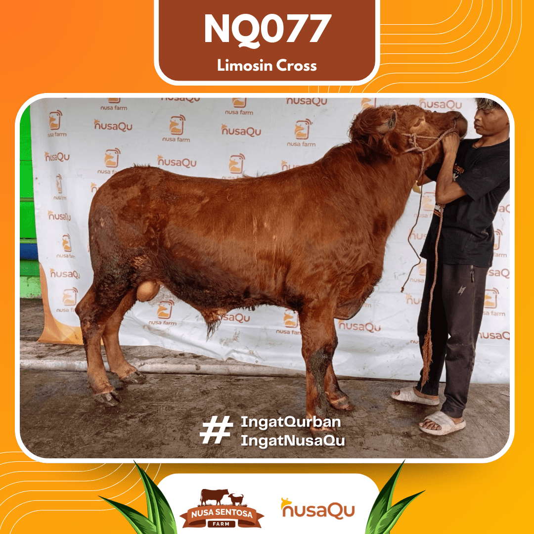 Sapi Limosin Cross NQ077 2026 Bobot 625Kg