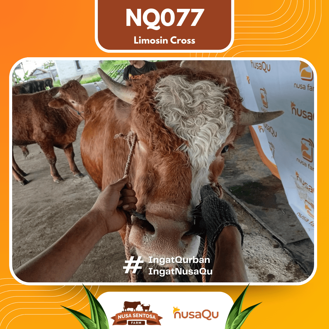 Sapi Limosin Cross NQ077 2026 Bobot 625Kg foto 2