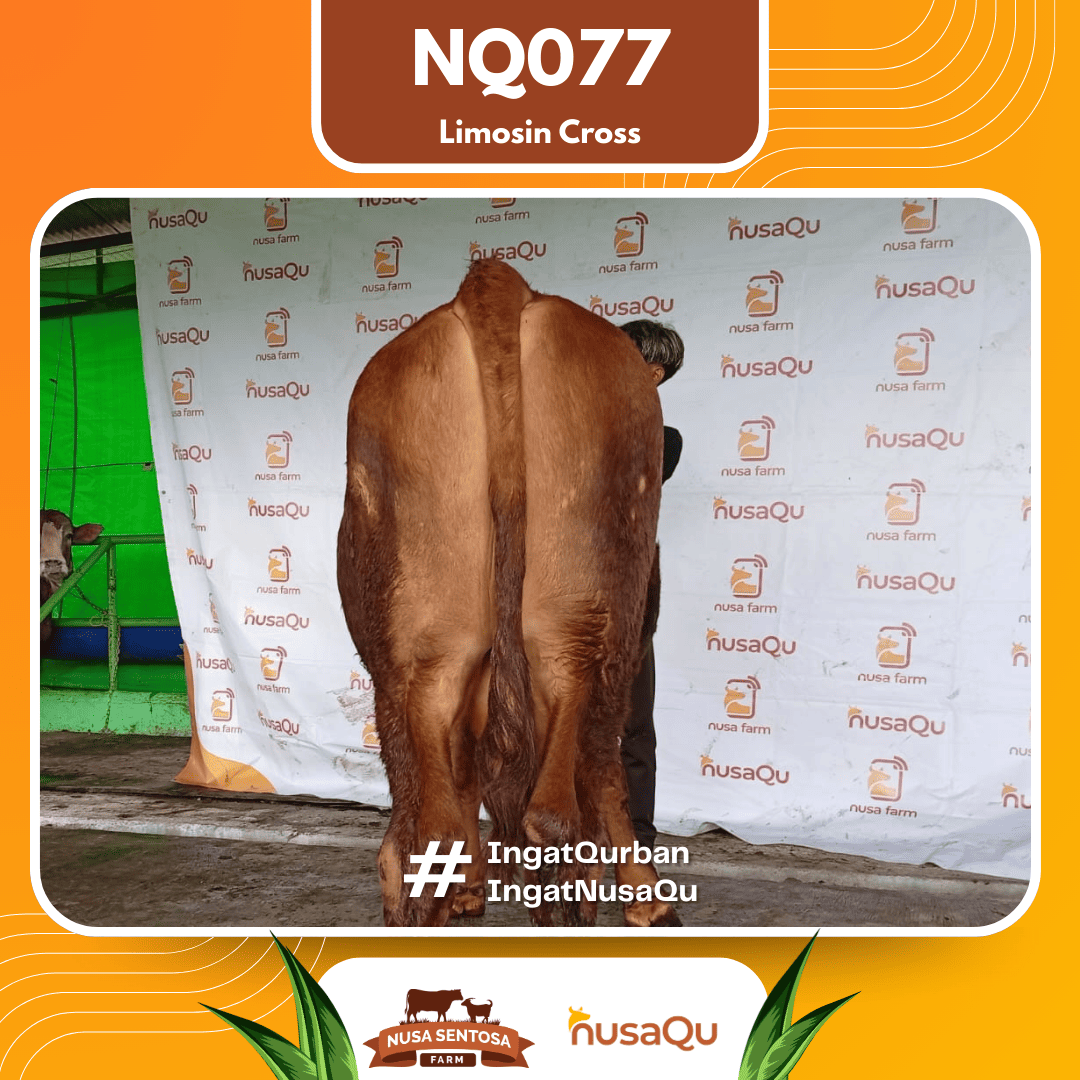 Sapi Limosin Cross NQ077 2026 Bobot 625Kg foto 3