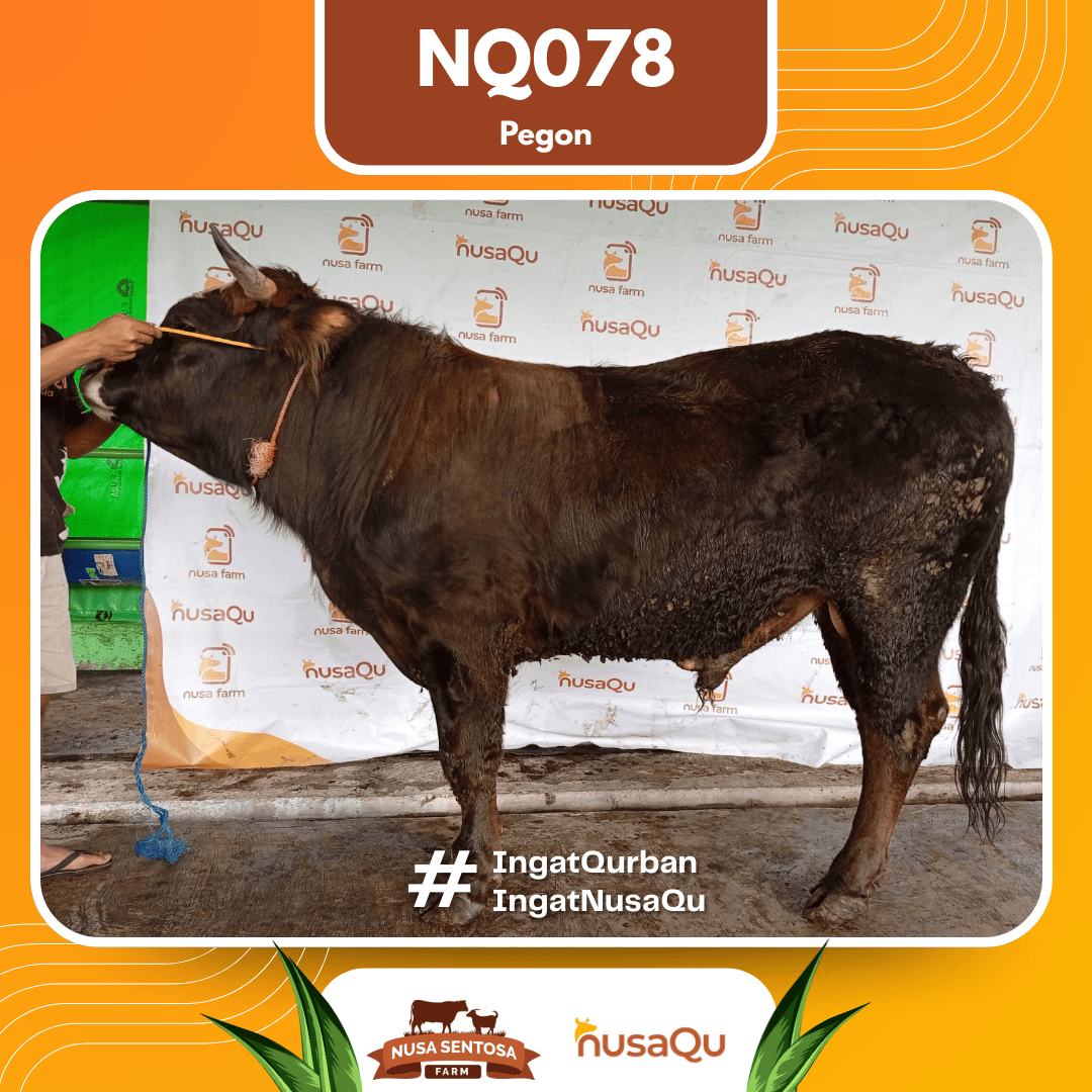 Sapi Pegon NQ078 2026 Bobot 700Kg
