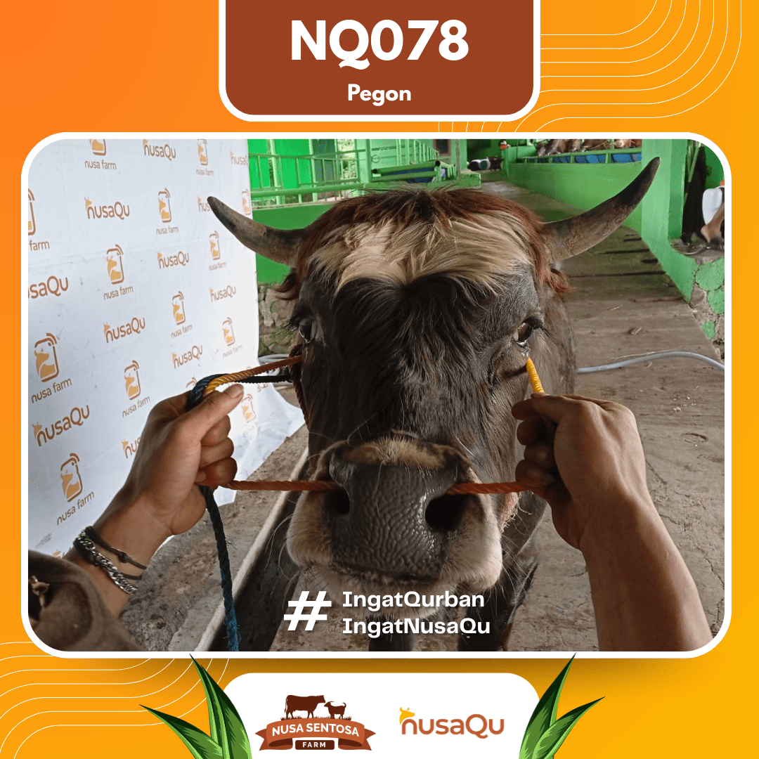Sapi Pegon NQ078 2026 Bobot 700Kg foto 2