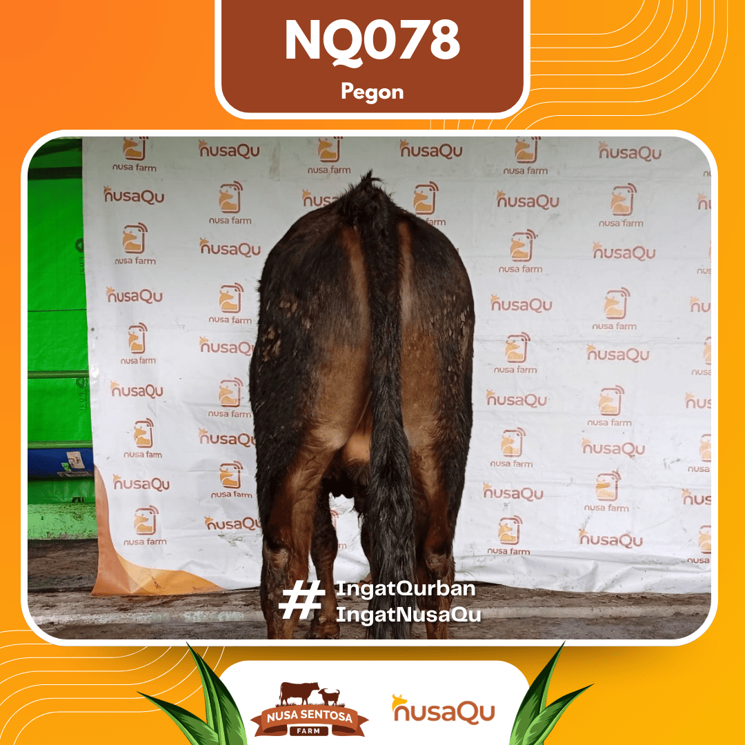 Sapi Pegon NQ078 2026 Bobot 700Kg foto 3
