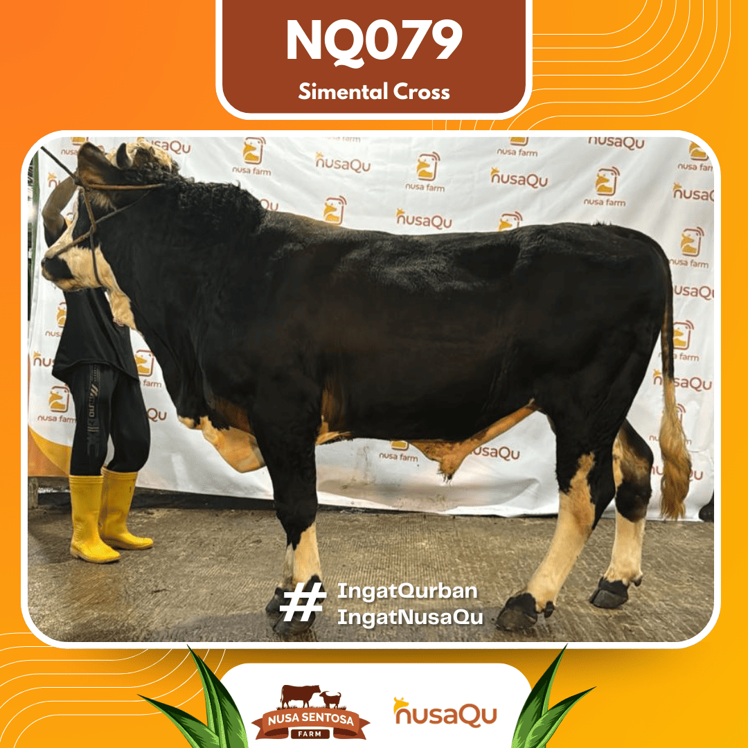 Sapi Simental Cross NQ079 2026 Bobot 700Kg