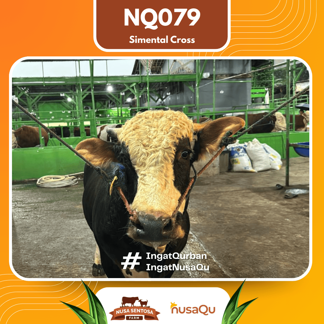 Sapi Simental Cross NQ079 2026 Bobot 700Kg foto 2