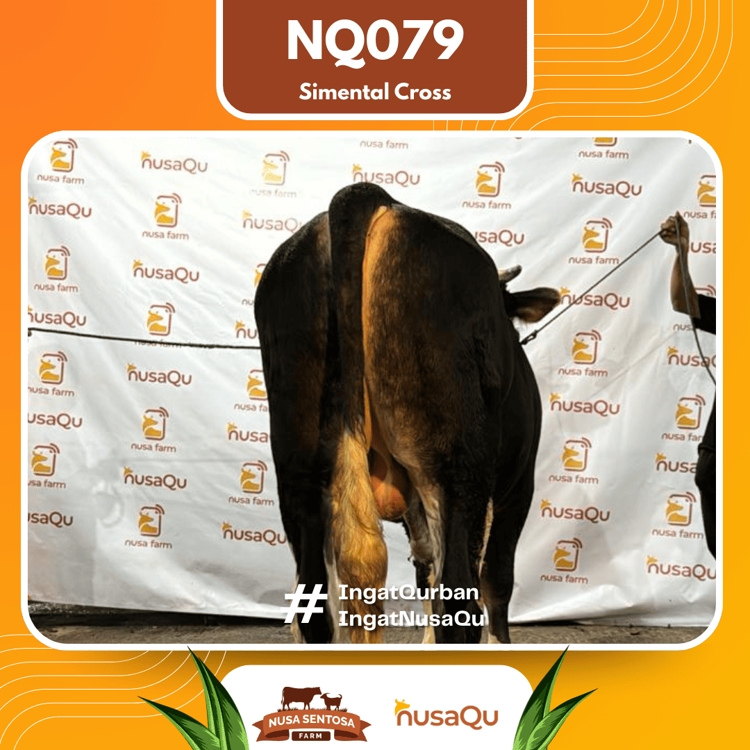 Sapi Simental Cross NQ079 2026 Bobot 700Kg foto 3