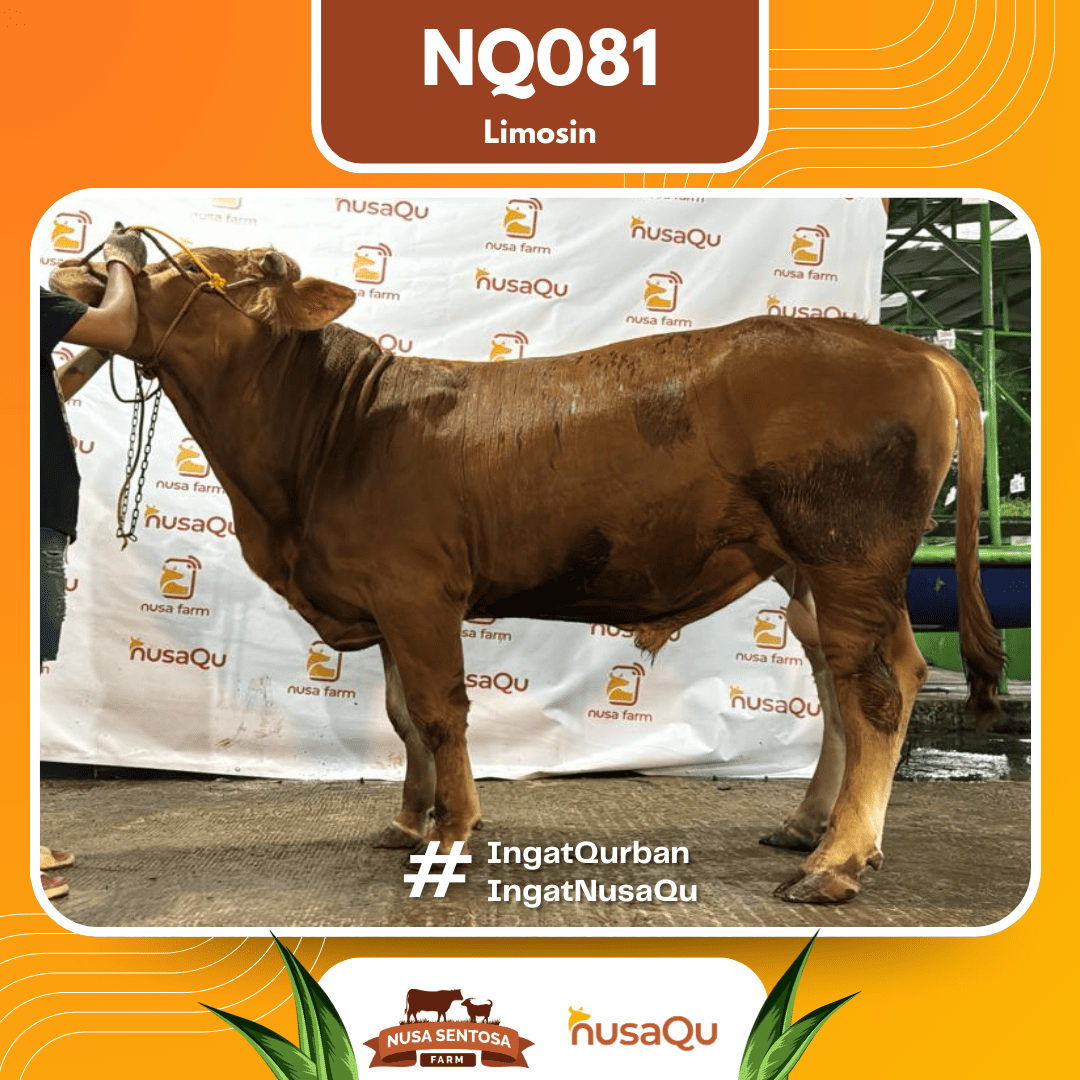 Sapi Limosin NQ081 2026 Bobot 675Kg
