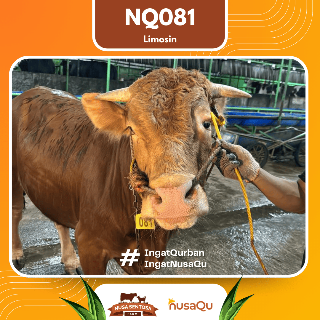 Sapi Limosin NQ081 2026 Bobot 675Kg foto 2
