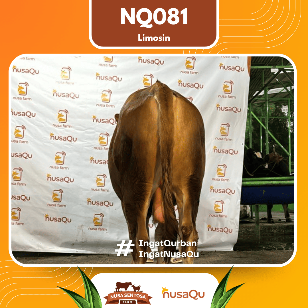 Sapi Limosin NQ081 2026 Bobot 675Kg foto 3