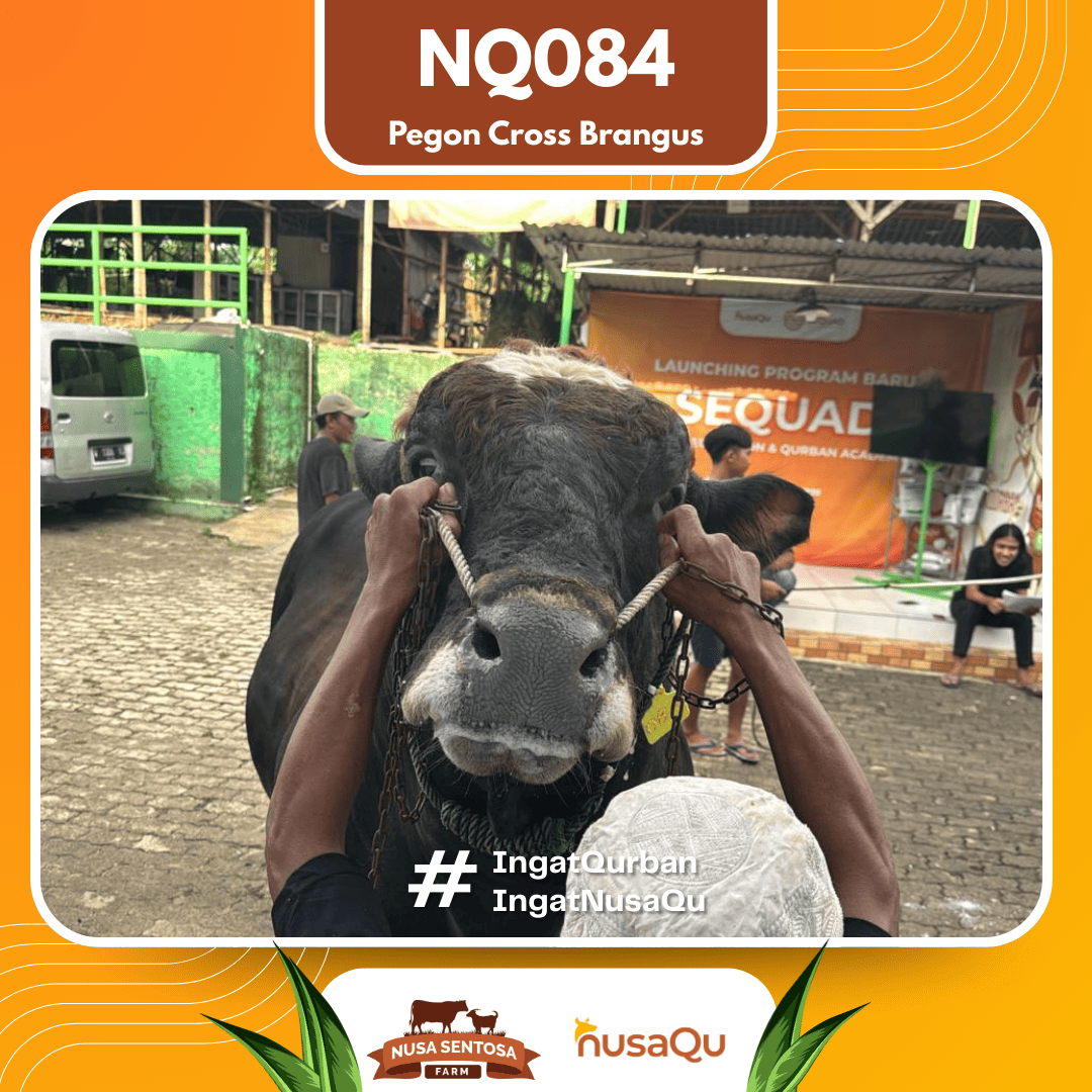 Sapi Pegon Cross Brangus NQ084 2026 Bobot 1000Kg foto 2