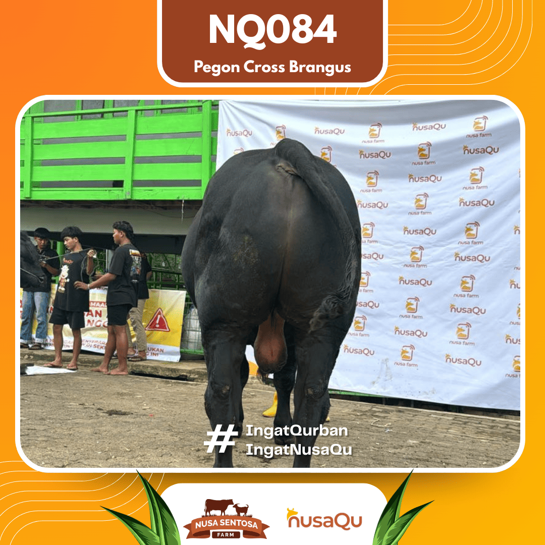 Sapi Pegon Cross Brangus NQ084 2026 Bobot 1000Kg foto 3