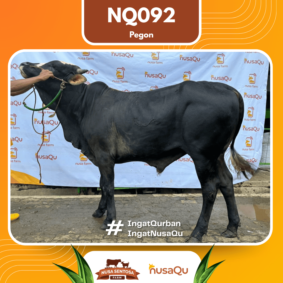 Sapi Pegon NQ092 2026 Bobot 575Kg