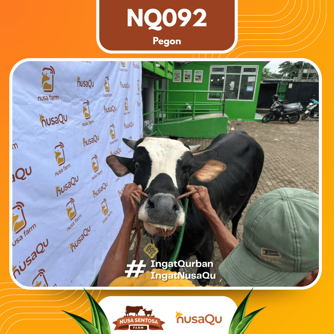 Sapi Pegon NQ092 2026 Bobot 575Kg foto 2