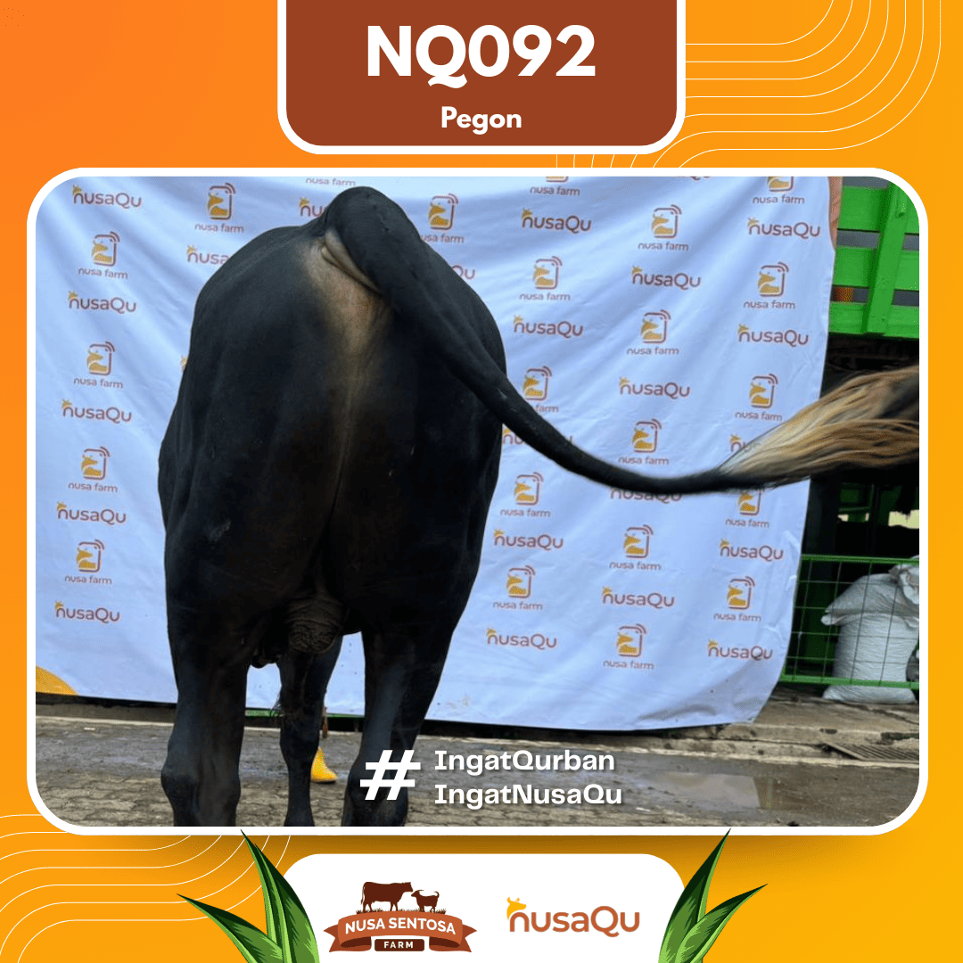 Sapi Pegon NQ092 2026 Bobot 575Kg foto 3
