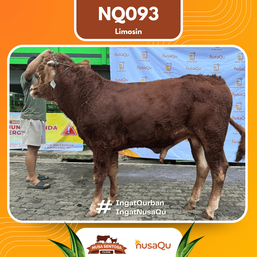 Sapi Limosin NQ093 2026 Bobot 575Kg