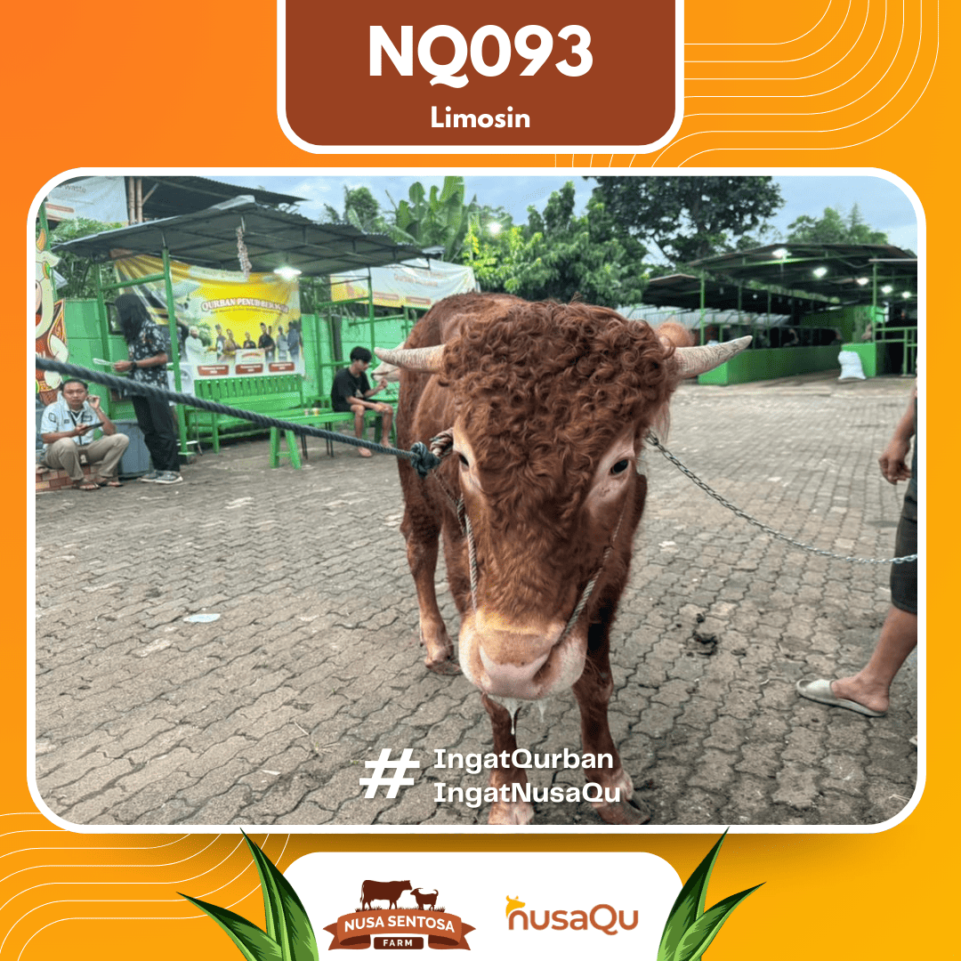 Sapi Limosin NQ093 2026 Bobot 575Kg foto 2