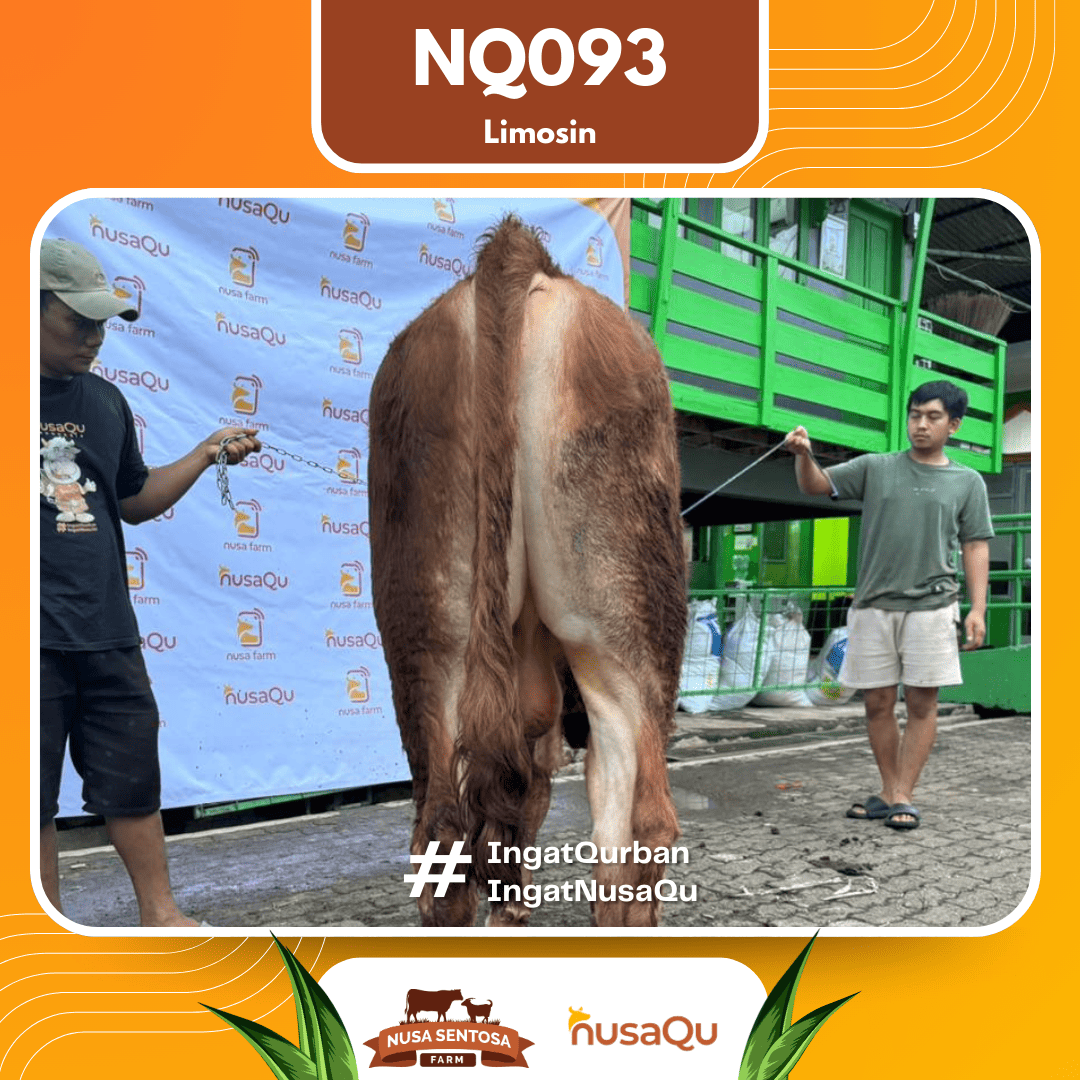 Sapi Limosin NQ093 2026 Bobot 575Kg foto 3